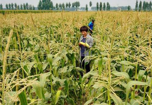 三部委：將水稻、玉米、小麥三大糧食作物制種納入中央財政農業(yè)保險保險費補貼目錄