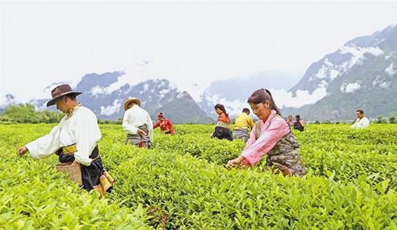 截至2018年底，西藏貧困人口已降至15萬人，貧困發(fā)生率下降到6%以下